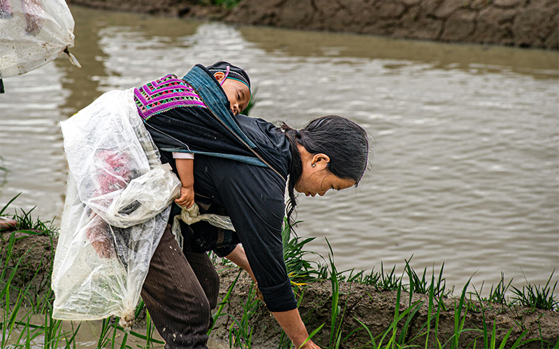 A woman with a baby on her back working in a muddy field